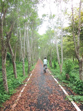 11公顷橘黄花海台湾花莲打造生态“童话森林”