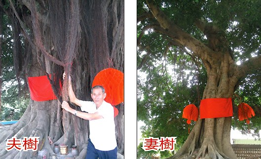 台湾夫妻树相伴200年村民奉为树神(图)