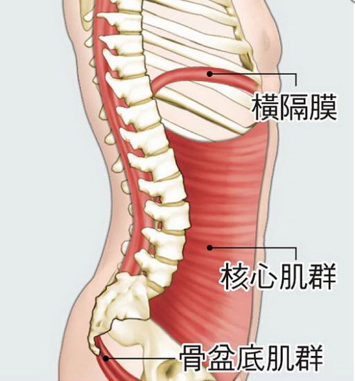 台湾医师:强化身体核心肌群可缓解腰酸背痛