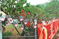 树枝交错缠绵台湾民众为150余岁公婆树办“树婚”