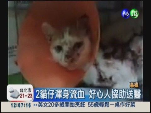 高雄2只猫疑被虐猫人热油泼伤好心人送医(图)