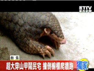 台湾野生穿山甲误闯民宅撞歪柜子(图)