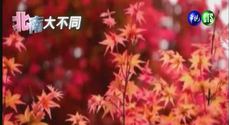 ̨������ɽ��Ҷ�������ŵ����㡱���ã�ͼ��