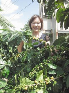 台湾基因突变“黄金咖啡”味道温柔如初吻