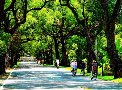 台湾十大观光小镇之一单车环游集集最惬意(图)