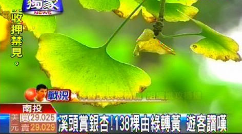 台湾也能赏银杏南投县杏树由绿变黄引人赞叹