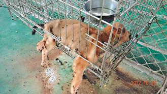 被爆3天扑杀103只流浪猫狗台东收容所否认虐狗