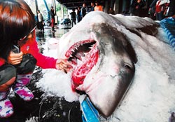 大白鲨误撞网被台渔民捕获6只小鲨死腹中(图)