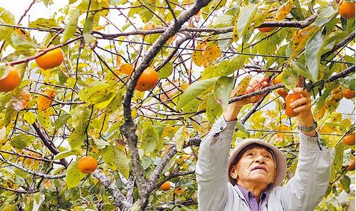 点图查看下一页