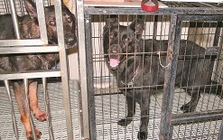 台爆骇人惨案狼犬发兽性“杀”老翁或被安乐死(图)