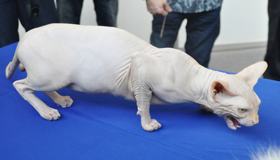 高雄宠物展推猫狗冬季进补食谱ET猫吸睛(图)