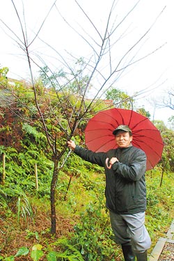 老人自掏腰包多年种树400株开辟基隆樱花步道 中新网