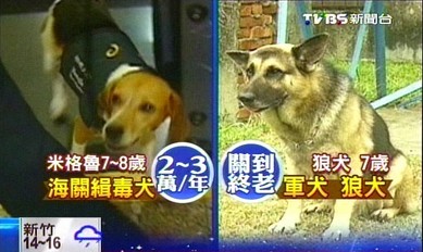 台湾军方:民众可认养部分退休军犬