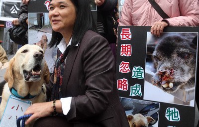 台商市将全面结扎市内流浪猫狗称考虑生态平衡