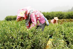两岸双重认证台湾茶将领大陆“身份证”