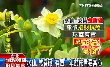 台湾医生:水仙常春藤“有毒”春节布置要当心