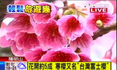 台北阳明山粉色富士樱花绽放花期提早半月(图)