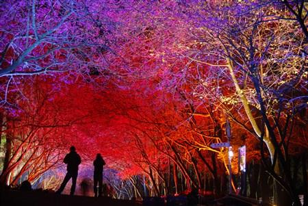 日月潭景区开放夜晚赏樱花况预估更胜往年(图)