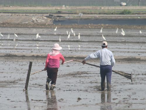 台湾农民立春忙春耕蚯蚓泥鳅引白鹭啄食(图)