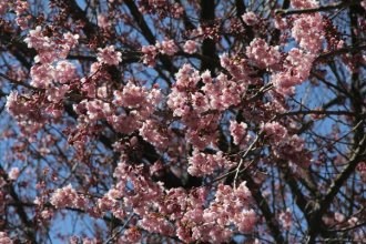 台湾武陵农场“红粉佳人”进入观赏期(图)