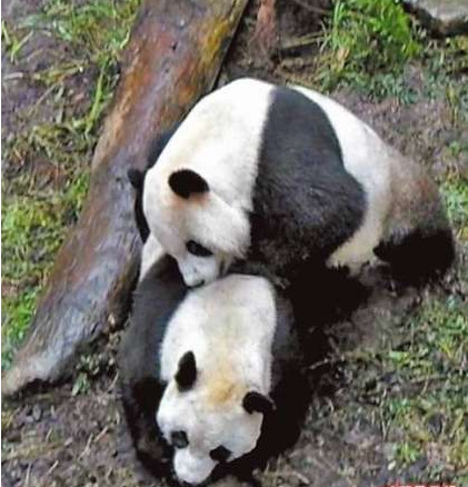 ��½��̨è�����š�ԲԲ������ʧ�ܣ�ͼ��