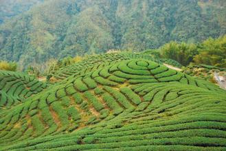 ̨�彵����ˮ���������ǿά��������