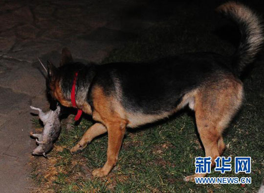 现实版狗拿耗子台湾训练流浪犬捉害鼠(图)