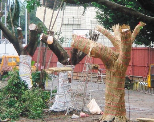 台湾一中学粗暴砍树遭抗议人身护树逾30小时