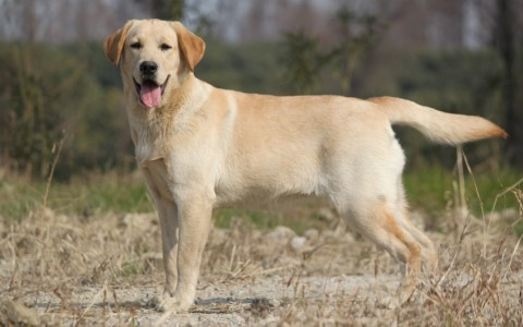 屋主痛哭快救BABY消防员入火海救出拉布拉多犬