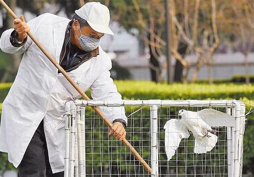 ��½H7N9����������21��̨����������ȼ�