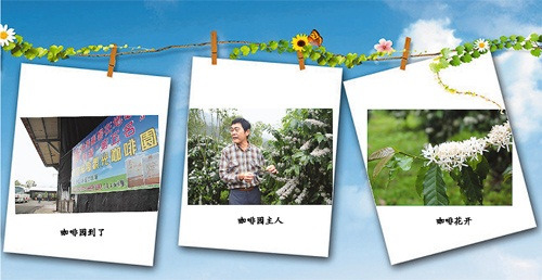 大陆人在台湾:咖啡花开一闻难忘