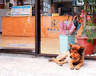 台湾一警犬助警方查酒驾嗅到酒气就抓狂