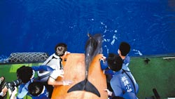 抢救66天台湾搁浅小虎鲸被成功放生重返大海