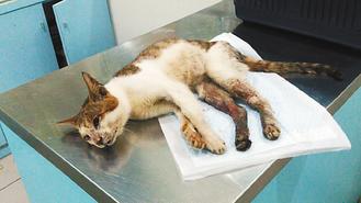 台湾“猫村”一猫疑遭虐待排水沟内奄奄一息
