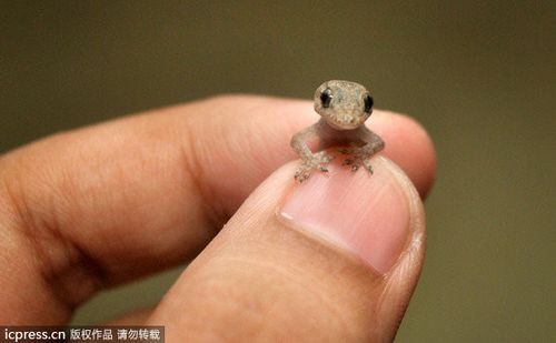 ̨��һ�����ڱ��ڻ��Ż�����һ����Ϊ�Ƕ�����