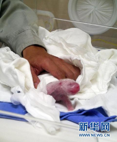 台湾民众恭喜团团、圆圆当爸妈大呼萌爆了(图)