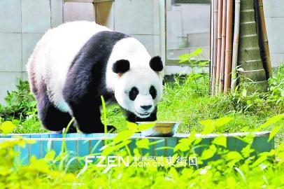 赠台熊猫圆圆产下幼崽福州大熊猫雷雷喜当外婆