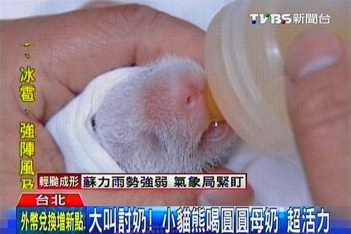 赠台大熊猫所产幼仔一天喝6次奶超有活力