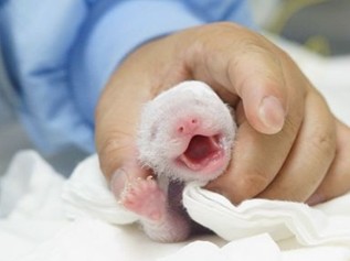 大陆赠台熊猫宝宝“圆仔”逗趣挥手样子超萌(图)