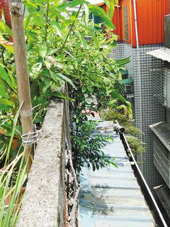 台风灾后修水管台湾一屋主爬五楼坠亡(图)