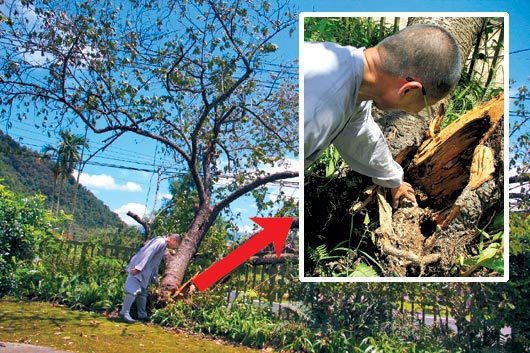 台湾一棵60岁“樱花王”断裂乡民心痛凭吊(图)