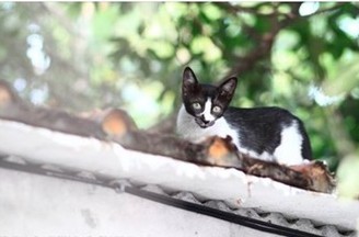 台湾淡水老街爆猫瘟10天死8猫(图)