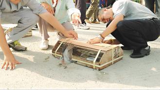 台湾研议修法:未来无论放生何种动物都须申请