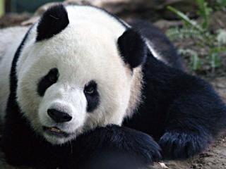 点图查看下一页