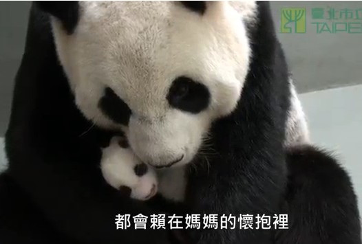 ��̨����èĸŮ�״�ͬ��ҹ˯����æ��������Ա