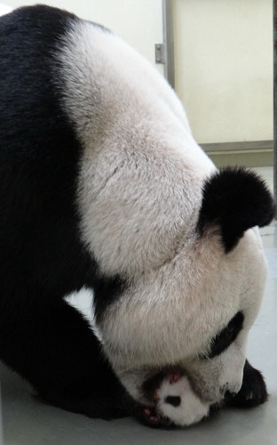 ��̨����è��Ƶ�������50�����Ѱٿ�����