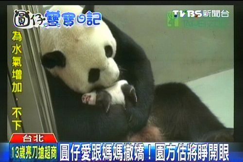 赠台大熊猫千金萌翻台湾银行拟推熊猫信用卡