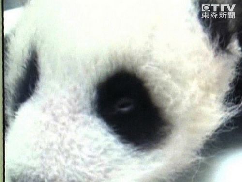 大陆赠台熊猫千金“圆仔”眼睛半睁越来越有神