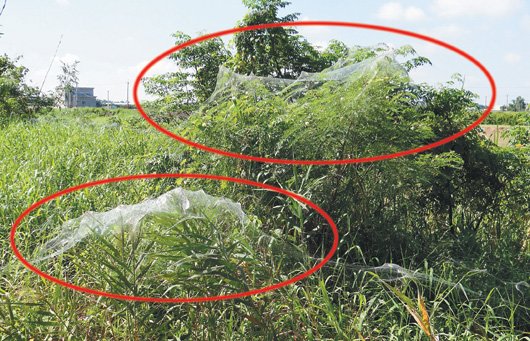 ̨����������֩�����ũ���ﲻ����Ӱ��