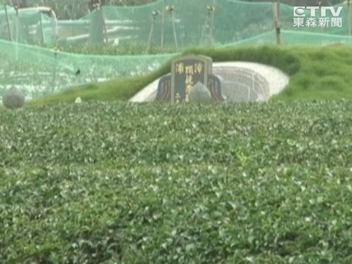 墓地种“尸肥”芒果不稀奇茶园也现坟墓(图)